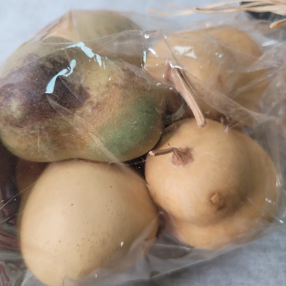 Pottery Barn Real Dried Gourds Made USA Grown in California Fall Bowl Filler NIP